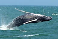 Cape May Whale and Dolphin Watching Cruise thumbnail 1