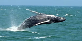 Cape May Whale and Dolphin Watching Cruise