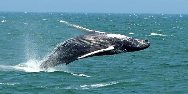 Cape May Whale and Dolphin Watching Cruise - Image 1