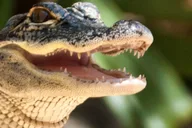 Weston Airboat Adventure Tour 1 hr thumbnail 4