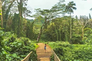 Oahu Self-Guided Trail Hike to Manoa Falls