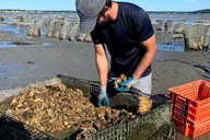Plymouth Oyster Farm Boat Tour with Tasting thumbnail 2