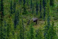 Denali Park Nature Walk with Expert Naturalist 3 hr thumbnail 3