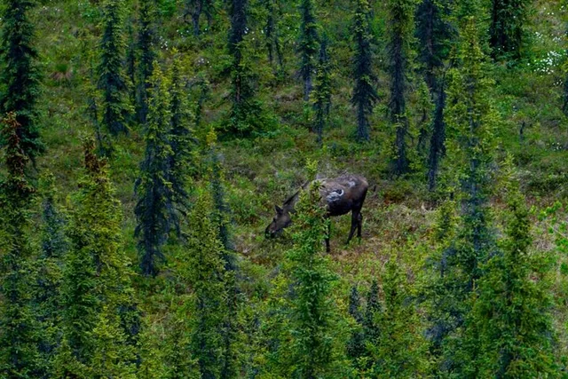 Denali Park Nature Walk with Expert Naturalist 3 hr - Image 3