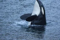 Sitka Whale Watching and Wildlife Tour thumbnail 1