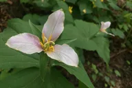 Portland Urban Hiking Tour thumbnail 6