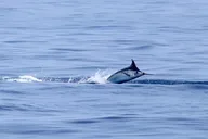 Kona Fishing Charter 8 Hr thumbnail 2