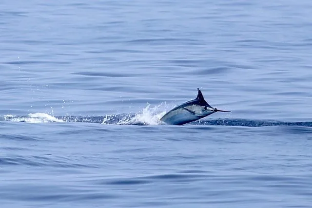 Kona Fishing Charter 8 Hr - Image 2