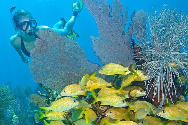 Key Largo Snorkel Tour to Coral Reefs - Image 2