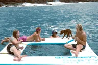 Kona Dolphin Watch Snorkel and BBQ Tour thumbnail 3