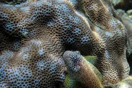 Lahaina Certified Shore Diving thumbnail 5