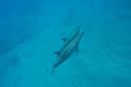 Kauai Snorkel Tour to Niihau - The Forbidden Island thumbnail 5