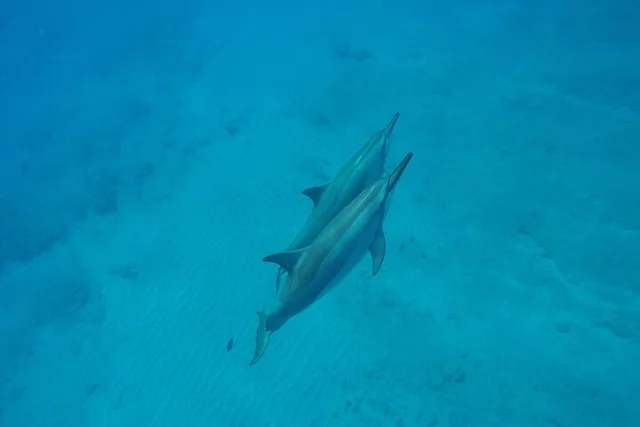 Kauai Snorkel Tour to Niihau - The Forbidden Island - Image 5