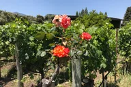 San Francisco Napa Valley Wine Tour 6 hr thumbnail 2