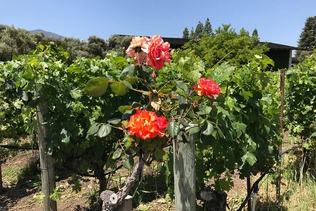 San Francisco Napa Valley Wine Tour 6 hr - Image 2