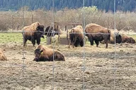 Anchorage Alaska Wildlife Conservation Center Tour thumbnail 1