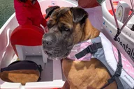 San Diego Bay Dog-Friendly Pedal Boat Rental thumbnail 6