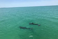 Madeira Beach Yacht Charter thumbnail 4