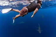 Oahu Shark Dive Educational Tour thumbnail 4