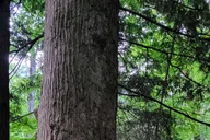 Townsend Great Smoky Mountains Hiking Tour 2.5 hr thumbnail 2