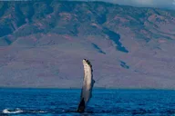 Maui Whale Watching Sail & Lunch thumbnail 3