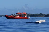 Maui Whale-Watching Raft Tour from Kihei thumbnail 5