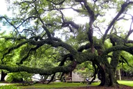 New Orleans Destrehan Plantation Tour 1 hr thumbnail 6