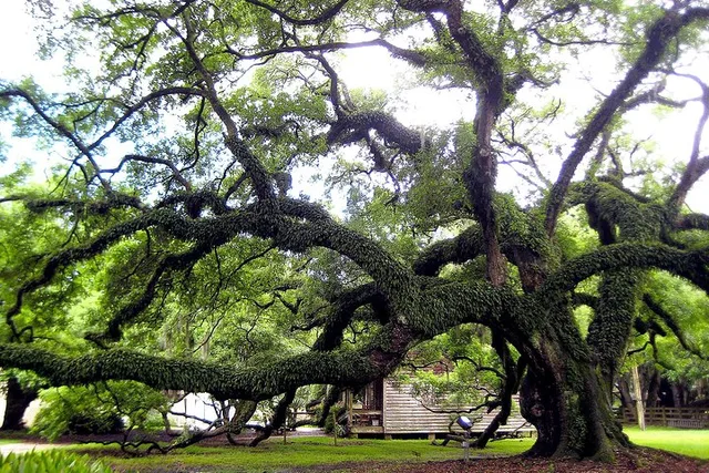 New Orleans Destrehan Plantation Tour 1 hr - Image 6