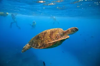 Waikiki Turtle Canyon Snorkel Excursion