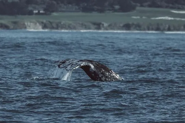 Monterey Whale Watching Tour - Image 5