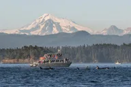 Orcas Island Whale Watching Tour thumbnail 1