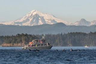 Orcas Island Whale Watching Tour