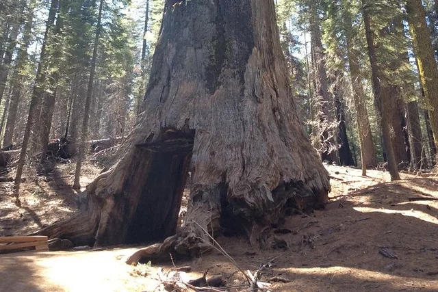 Groveland Big Trees Hike & Riverside Cookout - Image 5