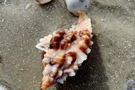 Marco Island Shelling and Dolphin EcoTour 3 hr thumbnail 1