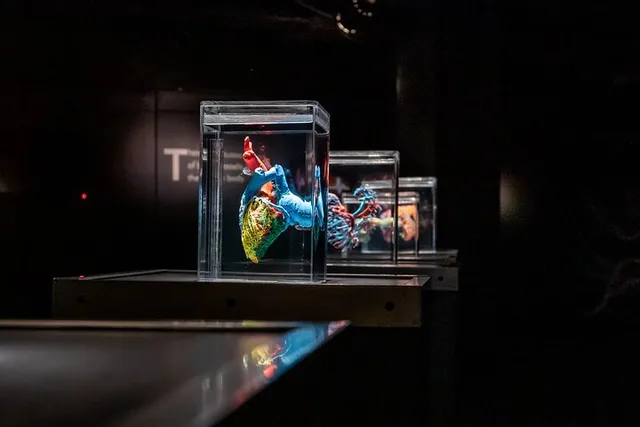 Las Vegas Bodies The Exhibition - Image 4