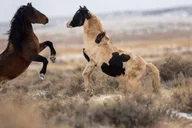 Cody Wild Mustang Tour thumbnail 5