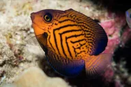 Maui Scuba Diving Introductory Lesson from Lahaina thumbnail 5