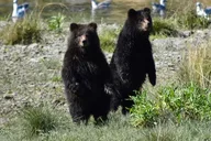 Juneau Brown Bear Viewing Adventure thumbnail 6