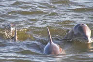 Orange Beach Dolphin Eco Boat Tour 90 Min thumbnail 5