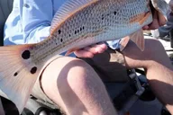 New Orleans Kayak Fishing in Bayou Bienvenue thumbnail 3
