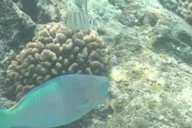 Kona Snorkel Tour with Sea Caves and History thumbnail 4
