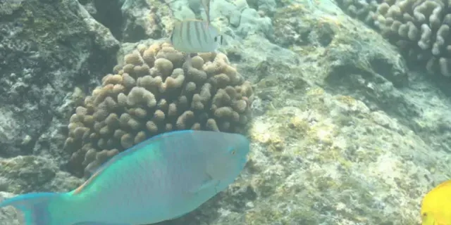 Kona Snorkel Tour with Sea Caves and History - Image 4