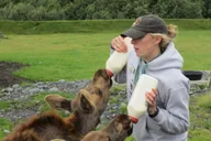 Anchorage Wildlife and Turnagain Arm Tour thumbnail 3
