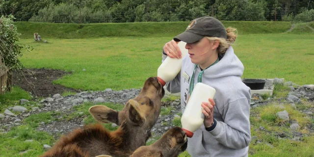 Anchorage Wildlife and Turnagain Arm Tour - Image 3