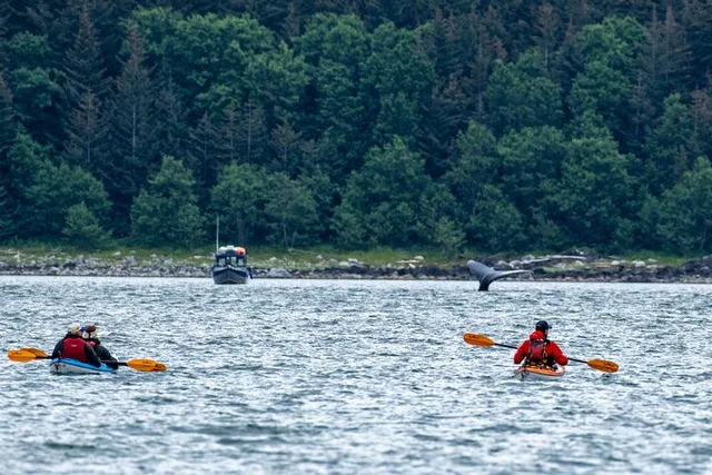 Juneau Kayak Adventure with Whales - Image 3
