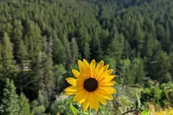 Park City Hiking Tour with Local Guide thumbnail 5