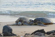 Oahu Circle Island Tour thumbnail 2