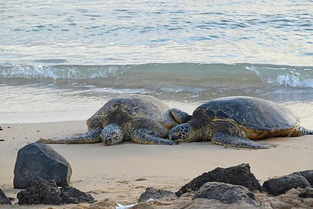 Oahu Circle Island Tour - Image 2
