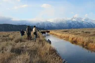 Grand Teton Wildlife Private Guided Tour thumbnail 2