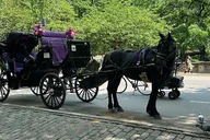 New York City Horse Carriage Ride in Central Park thumbnail 1